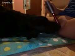 Playtime with a dog and a vibrator